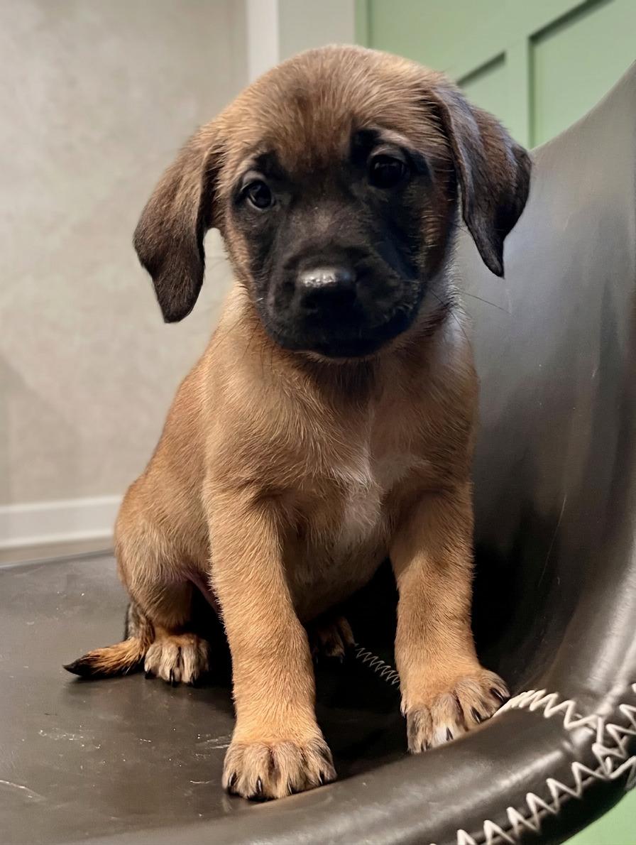 Enlarge Waverly, a Adoptable mixed breed in Minneapolis, MN image 4/6
