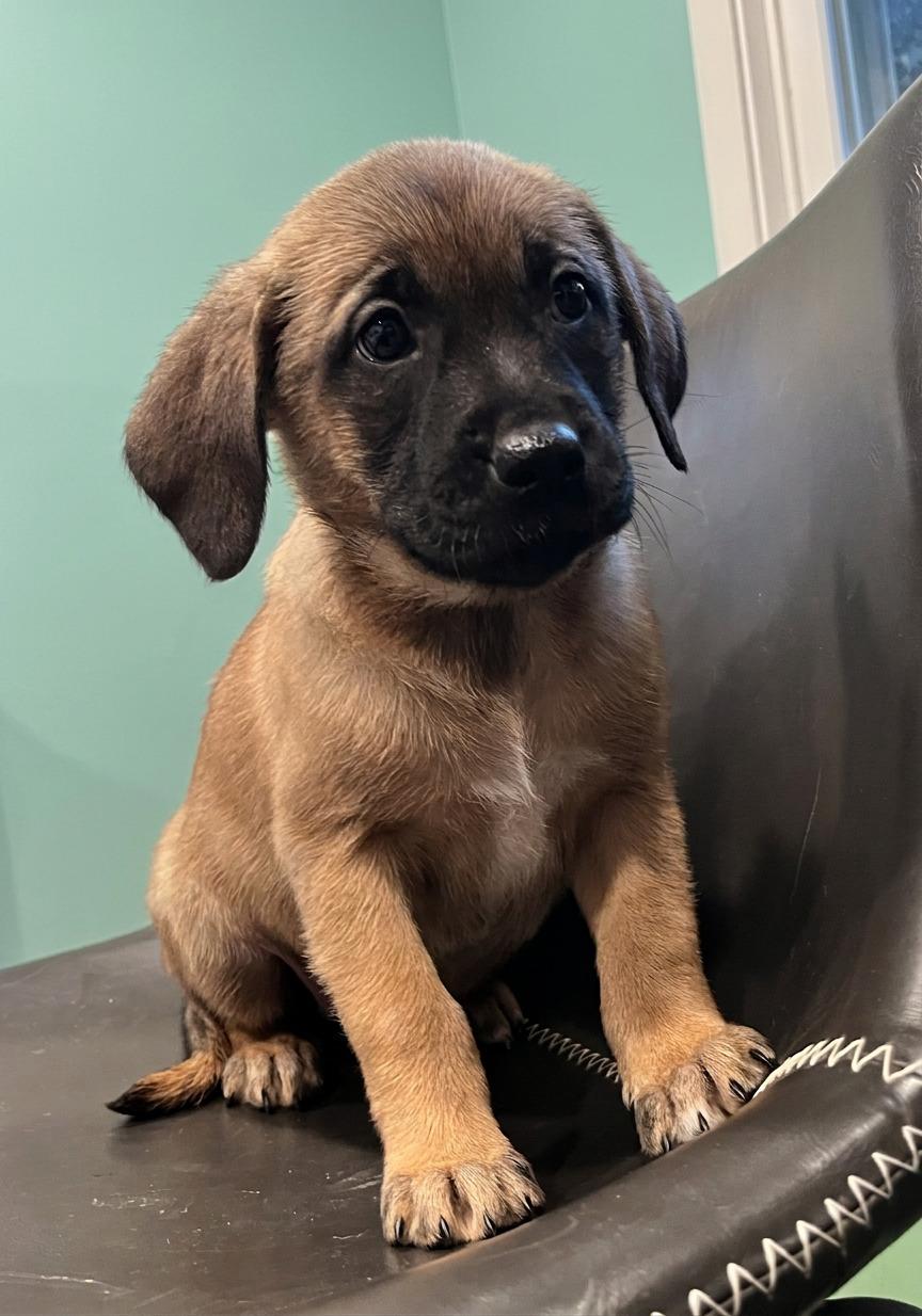 Enlarge Waverly, a Adoptable mixed breed in Minneapolis, MN image 5/6