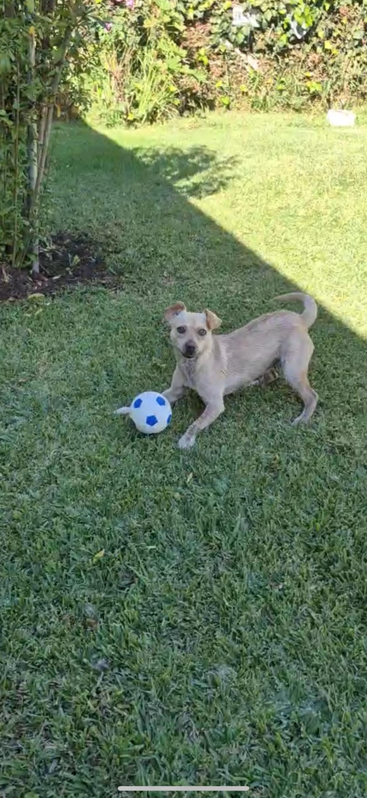 GiGi, Adoptable, Young Female Maltipoo & Chihuahua.
