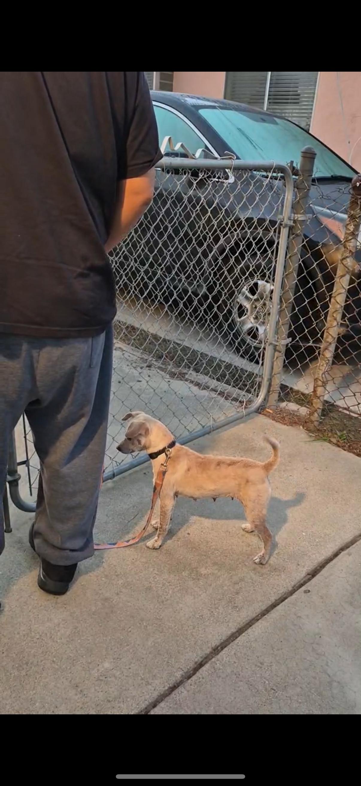 Enlarge GiGi, a Adoptable mixed breed in Los Angeles, CA image 2/4