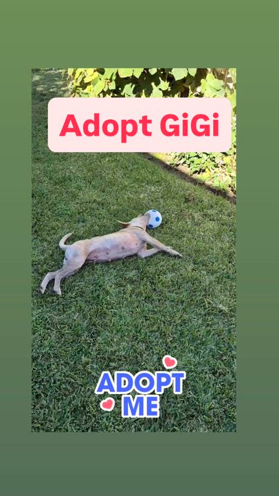Enlarge GiGi, a Adoptable mixed breed in Los Angeles, CA video 4/4