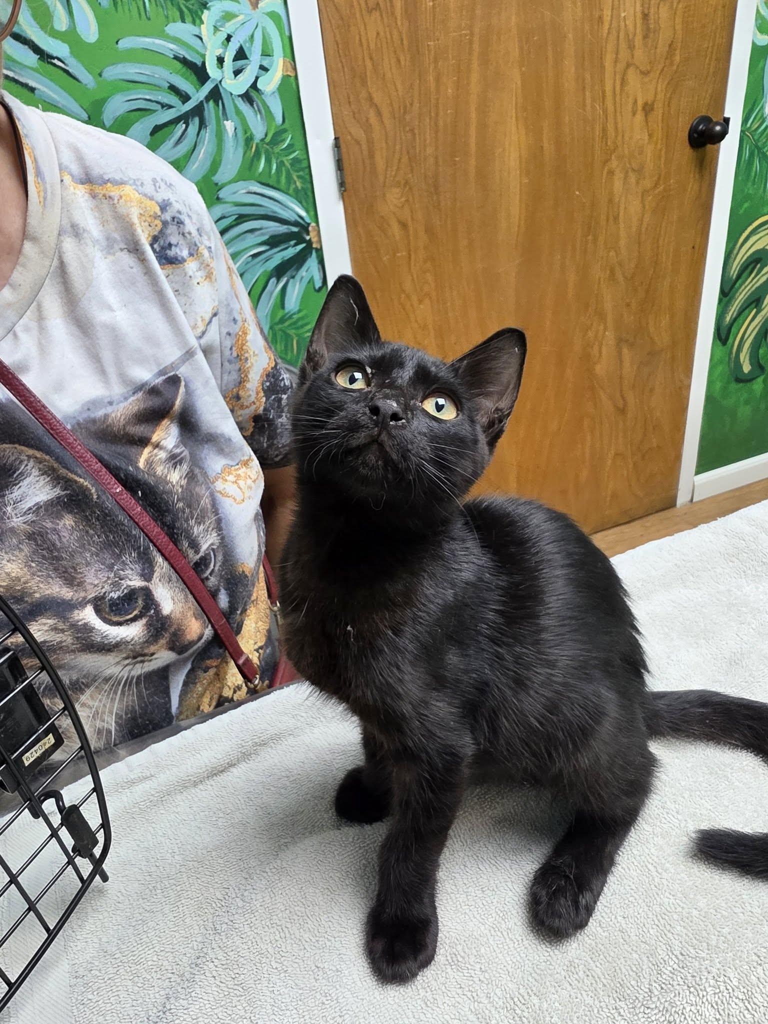 Sophus, a ADOPTABLE American Shorthair in Grand Prairie, TX image 2/2