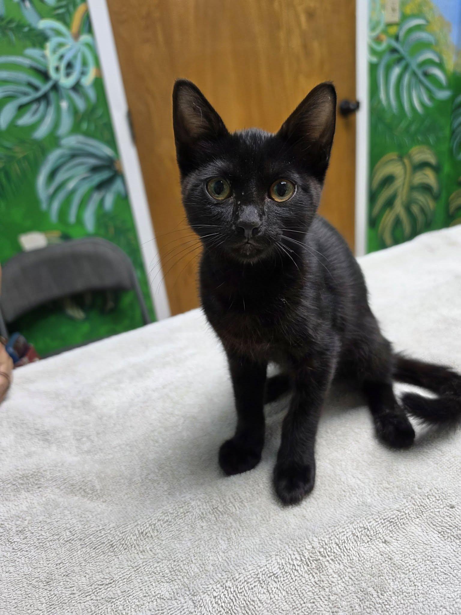 Sophus, ADOPTABLE, Kitten Male American Shorthair.