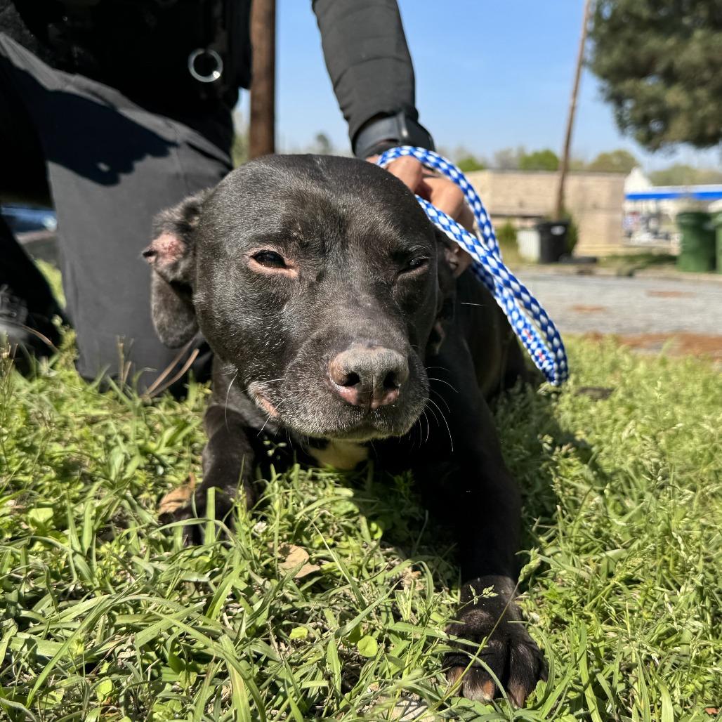 Scrappy, Adoptable, Adult Female Mixed Breed.