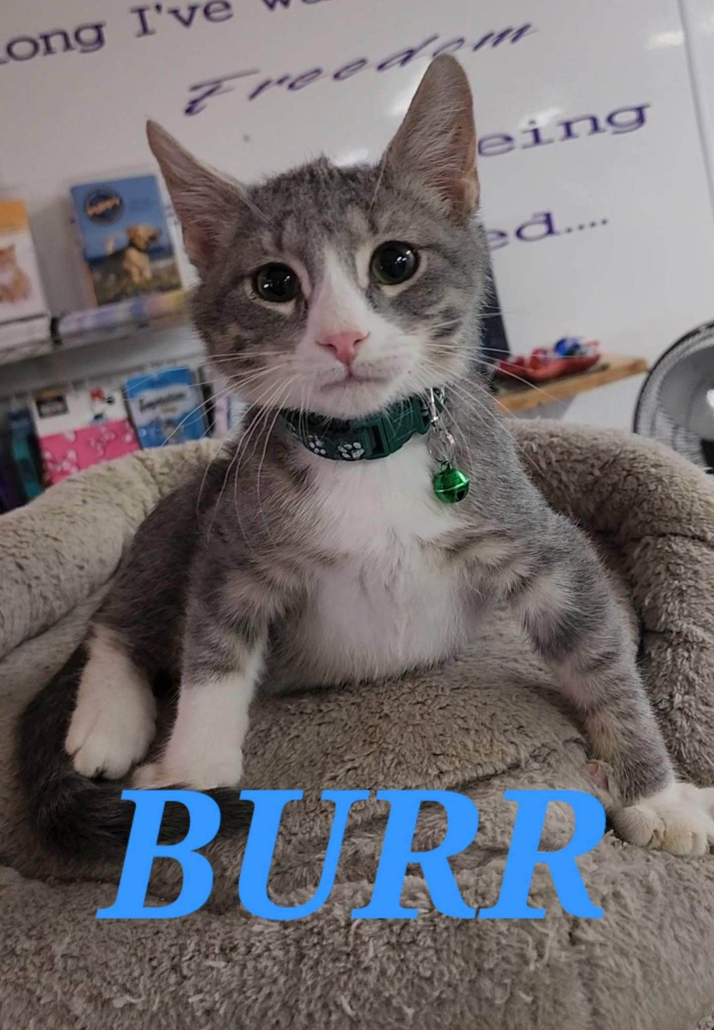 Enlarge Burr, a ADOPTABLE Domestic Short Hair in Tama, IA image 1/1