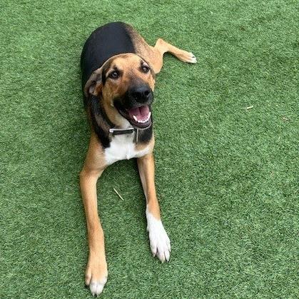 Joe Blow aka Joey aka JOJO, Adoptable, Adult Male Black and Tan Coonhound.