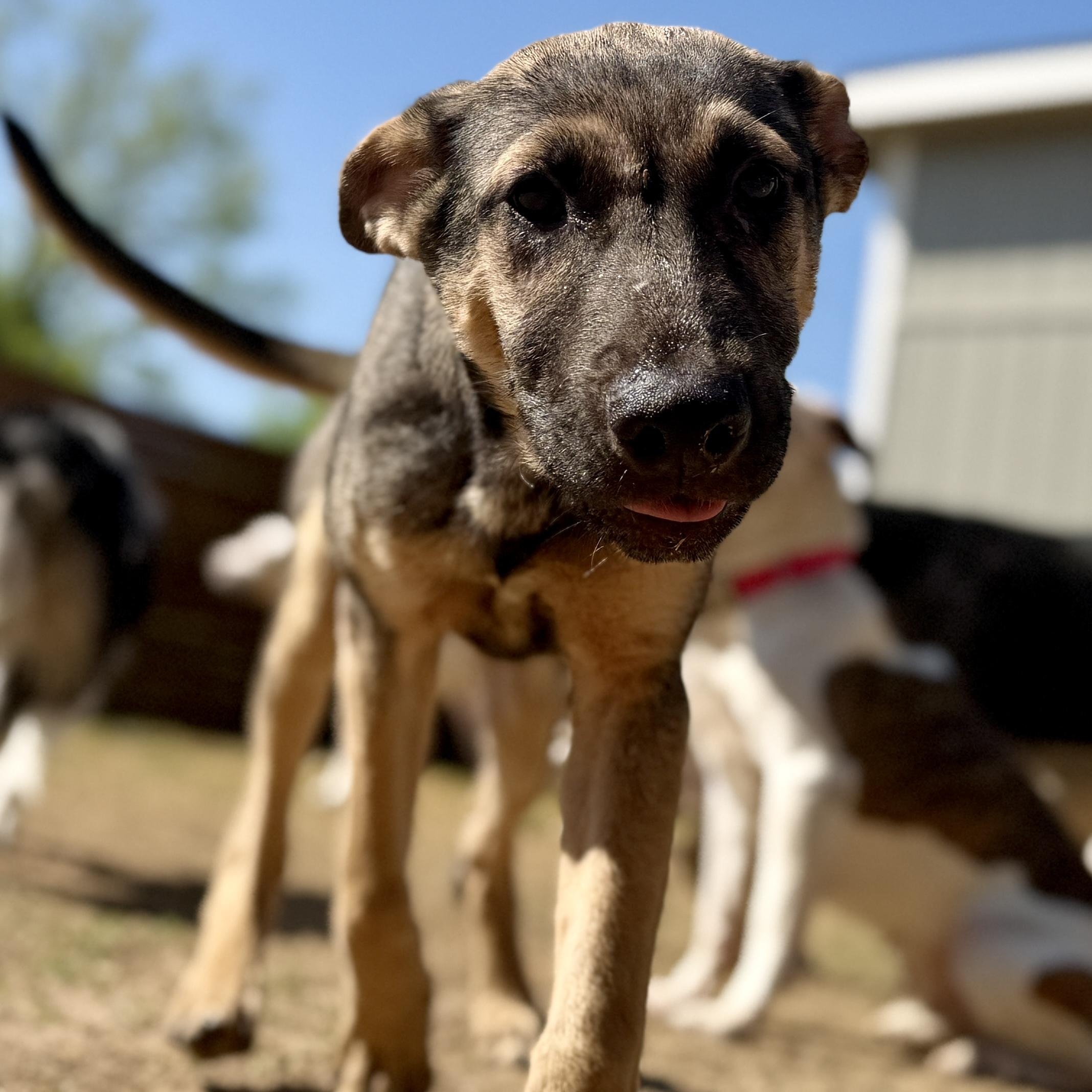 Flynn Ryder, a Adoptable mixed breed in Dallas, TX image 1/4