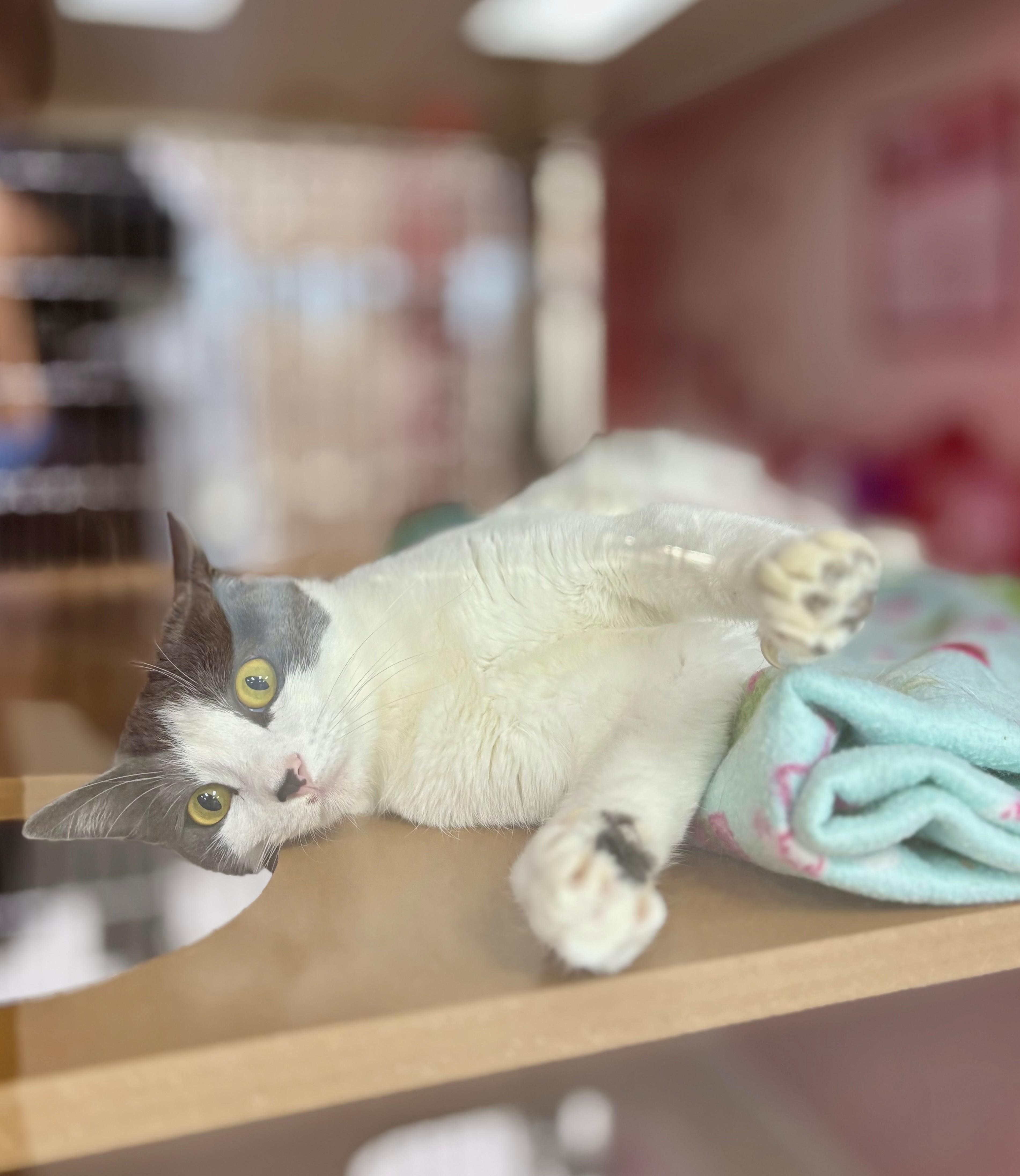 Enlarge Grayson, a Adoptable Domestic Short Hair in Lake Havasu City, AZ image 1/1