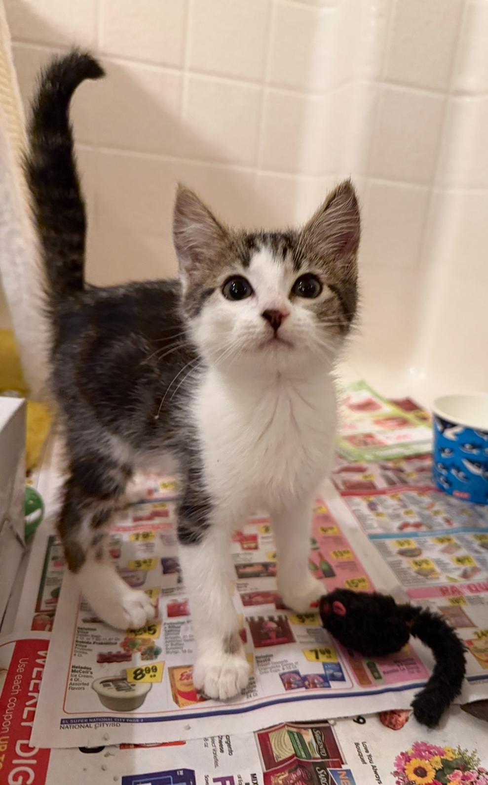 Enlarge Kimmy, an adopted Domestic Short Hair in Oceanside, CA image 1/1