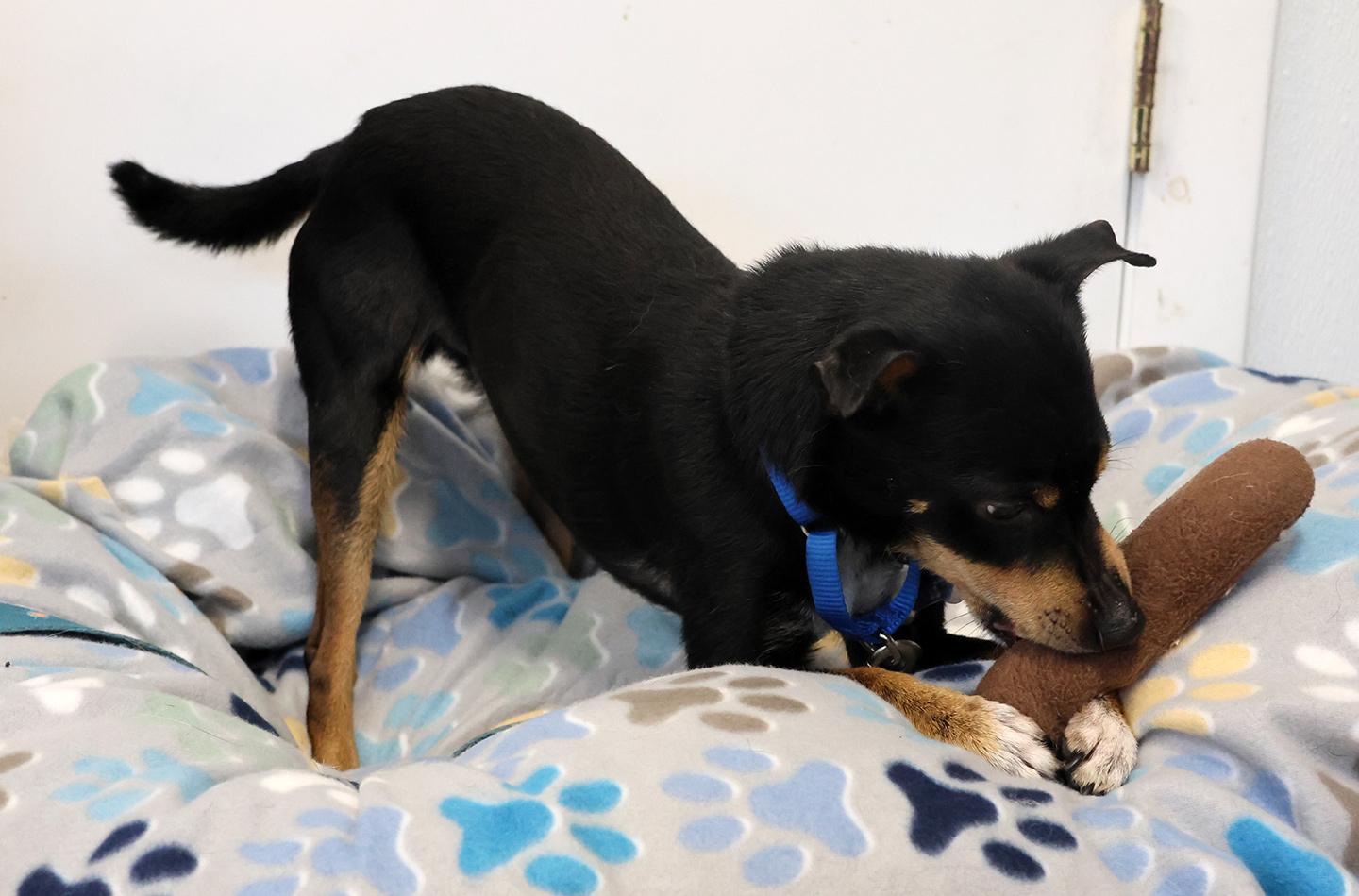Enlarge Ace, a ADOPTABLE Miniature Pinscher in Harrison, NY image 4/6