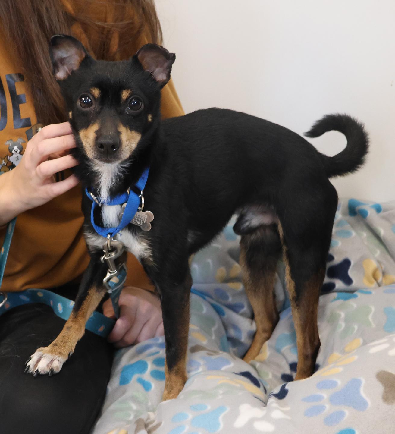 Enlarge Ace, a ADOPTABLE Miniature Pinscher in Harrison, NY image 2/6