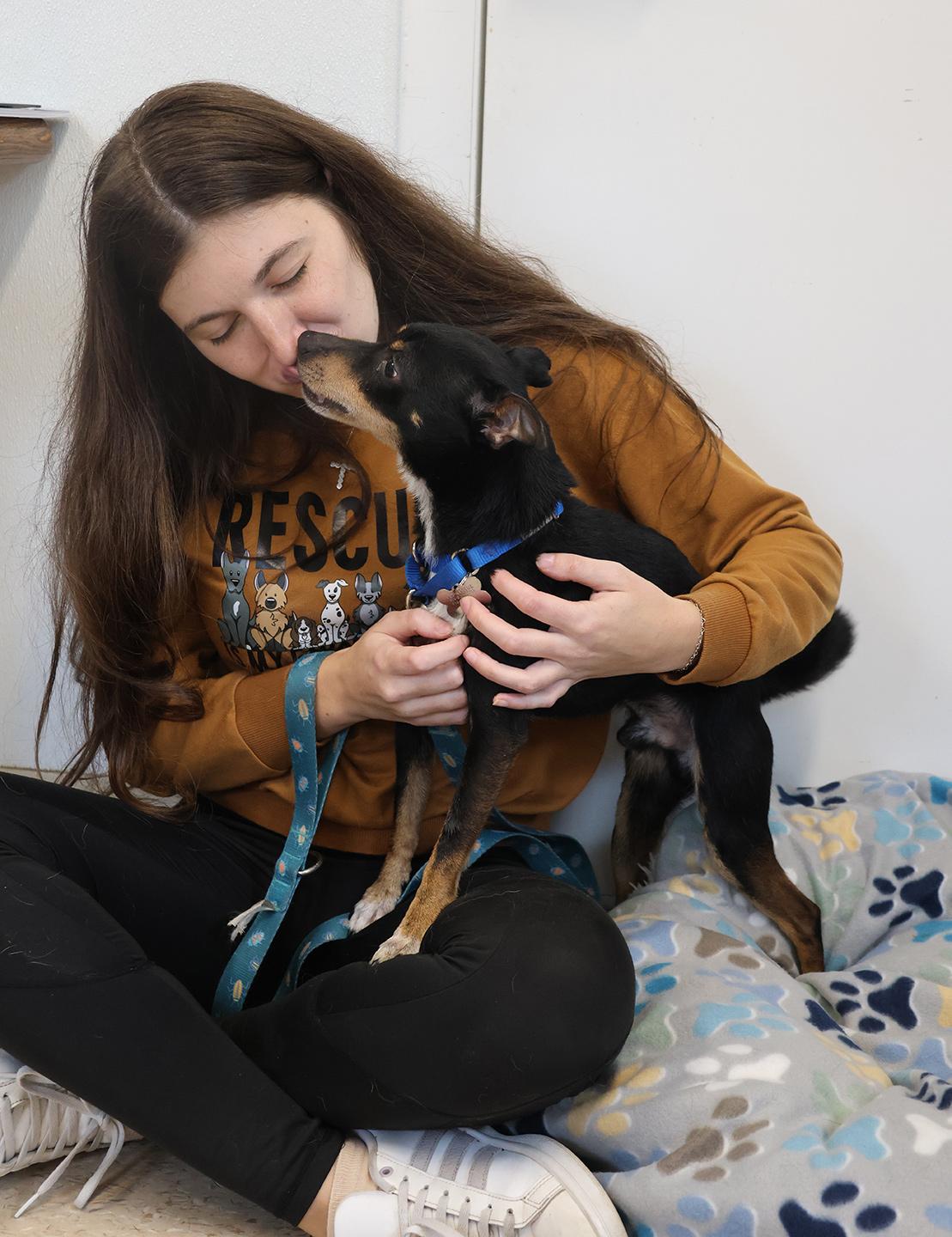 Enlarge Ace, a ADOPTABLE Miniature Pinscher in Harrison, NY image 5/6