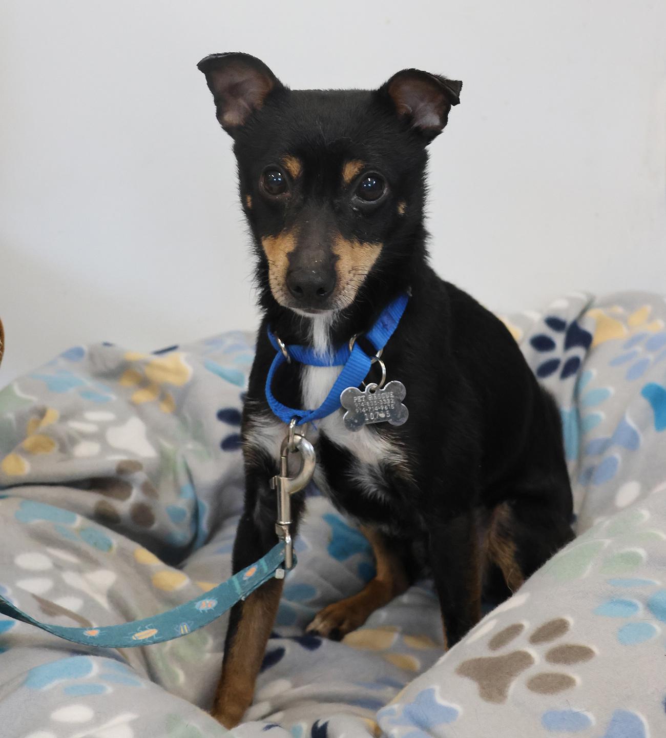 Enlarge Ace, a ADOPTABLE Miniature Pinscher in Harrison, NY image 1/6