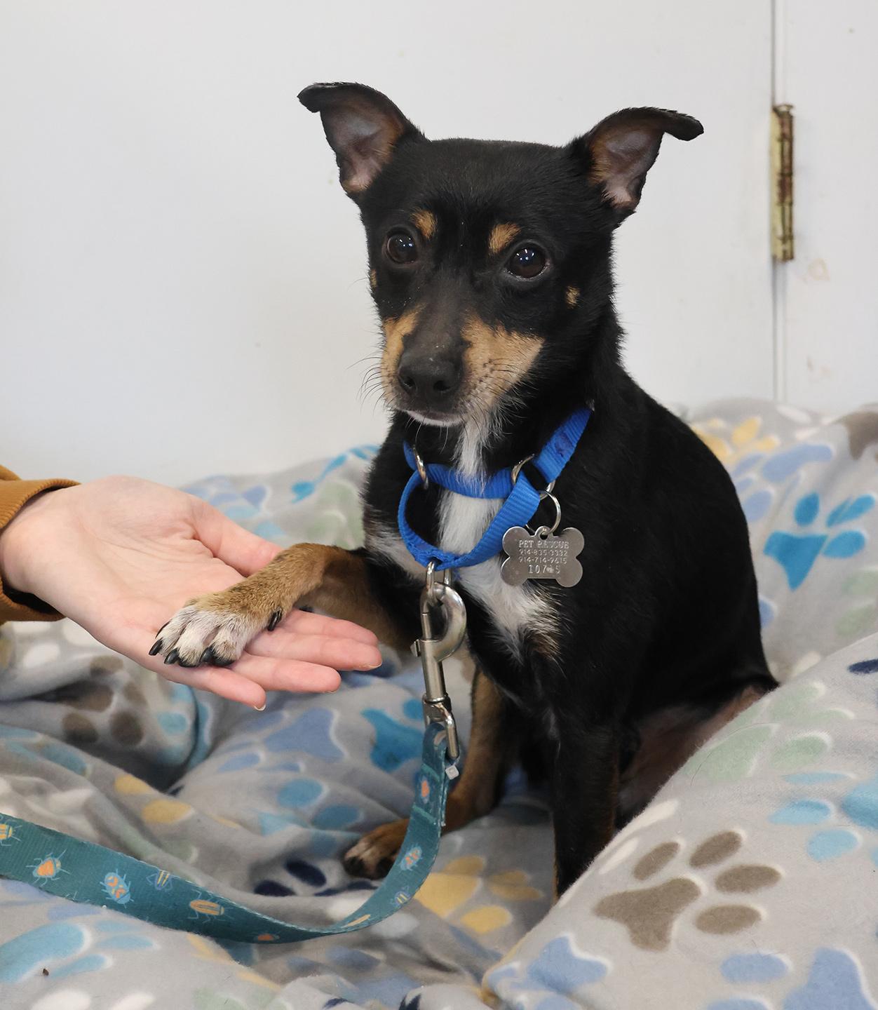 Enlarge Ace, a ADOPTABLE Miniature Pinscher in Harrison, NY image 3/6