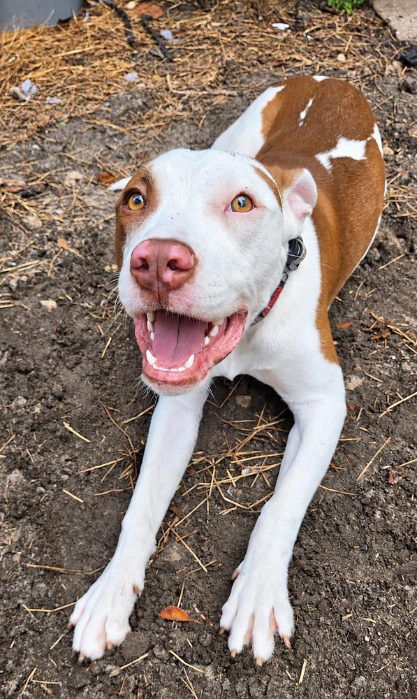 Enlarge Star, a Adoptable mixed breed in Saint Augustine, FL image 2/2