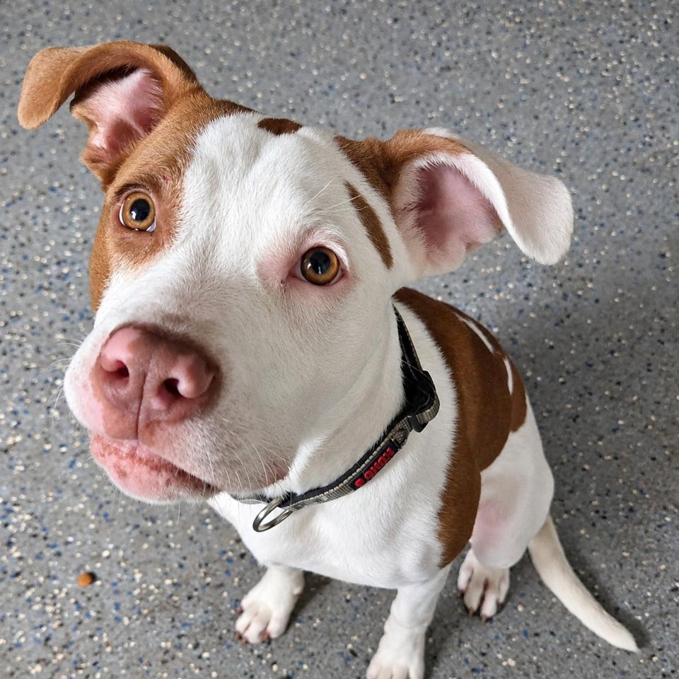 Enlarge Star, a Adoptable mixed breed in Saint Augustine, FL image 1/2