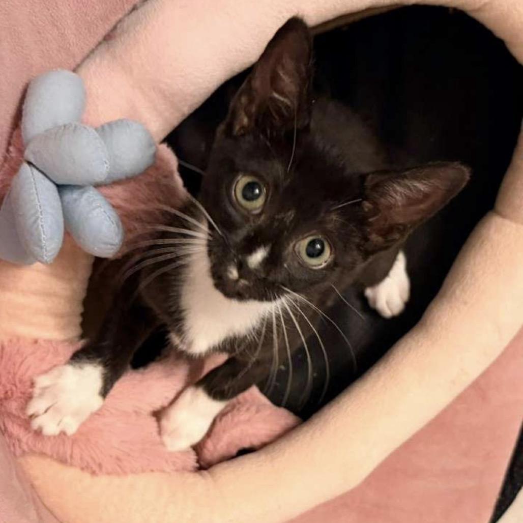 Enlarge Cassie, an adopted Domestic Short Hair in Rockledge, FL image 4/5