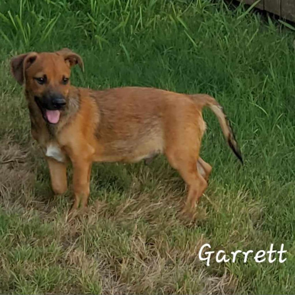 Dog for adoption Garrett JuM, a Dachshund & Chihuahua Mix in Hartford