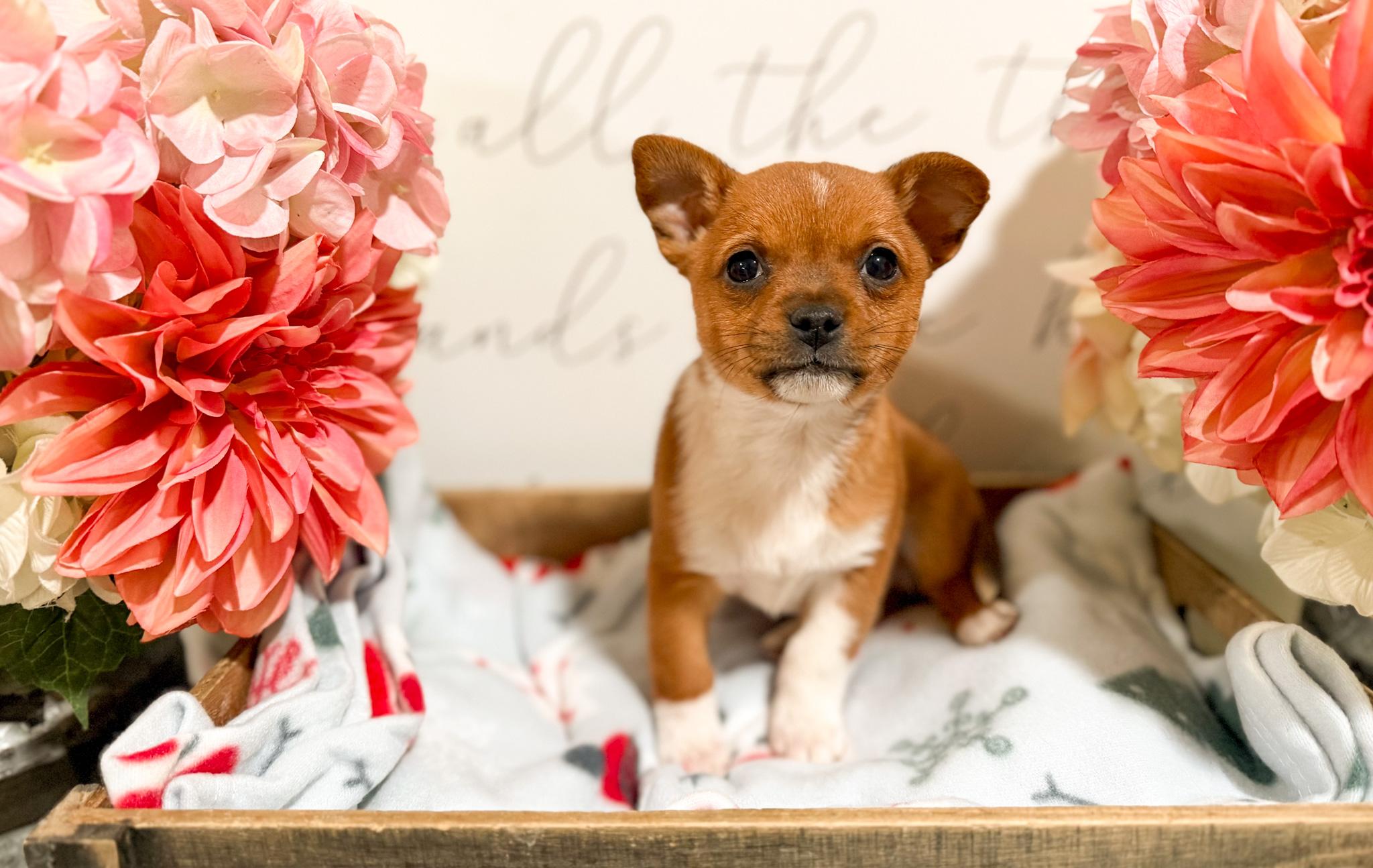 Squirrel thumbnail 2