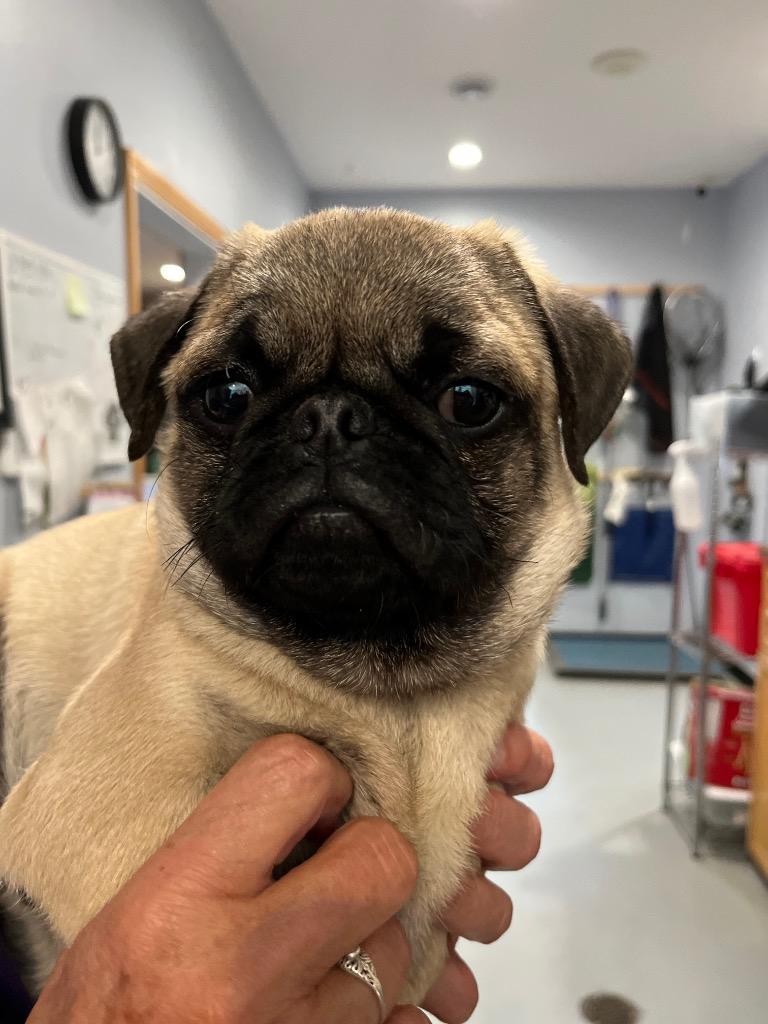 KK2 Otis, Adoptable, Puppy Male Pug.