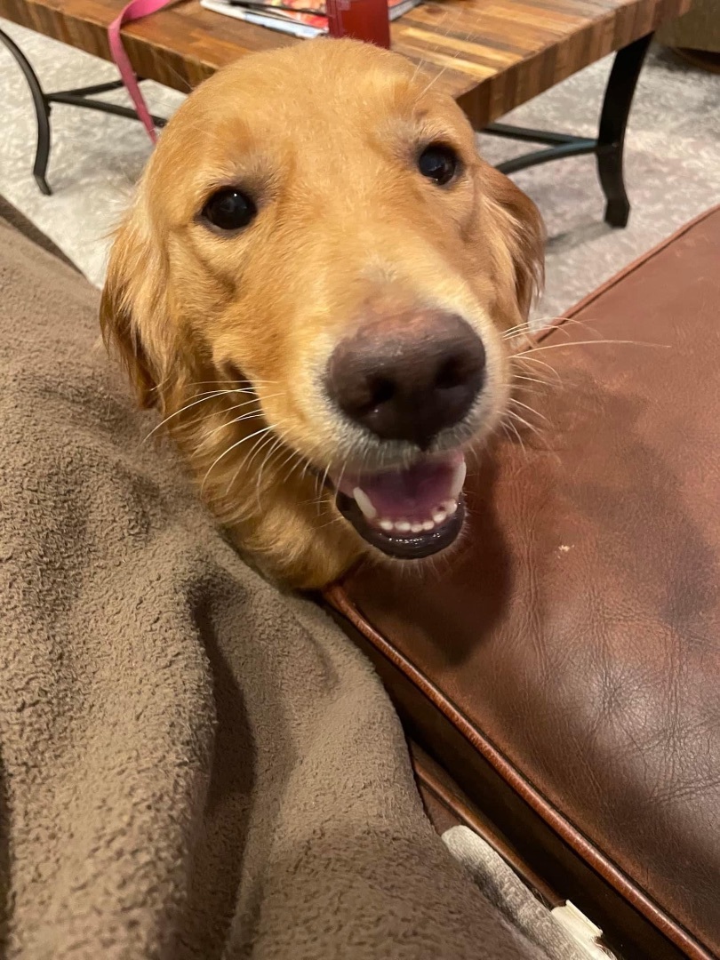 Willow, Adopted, Young Female Golden Retriever.