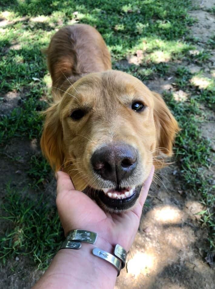 Enlarge Willow, a Adopted Golden Retriever in Yorktown, VA image 2/10