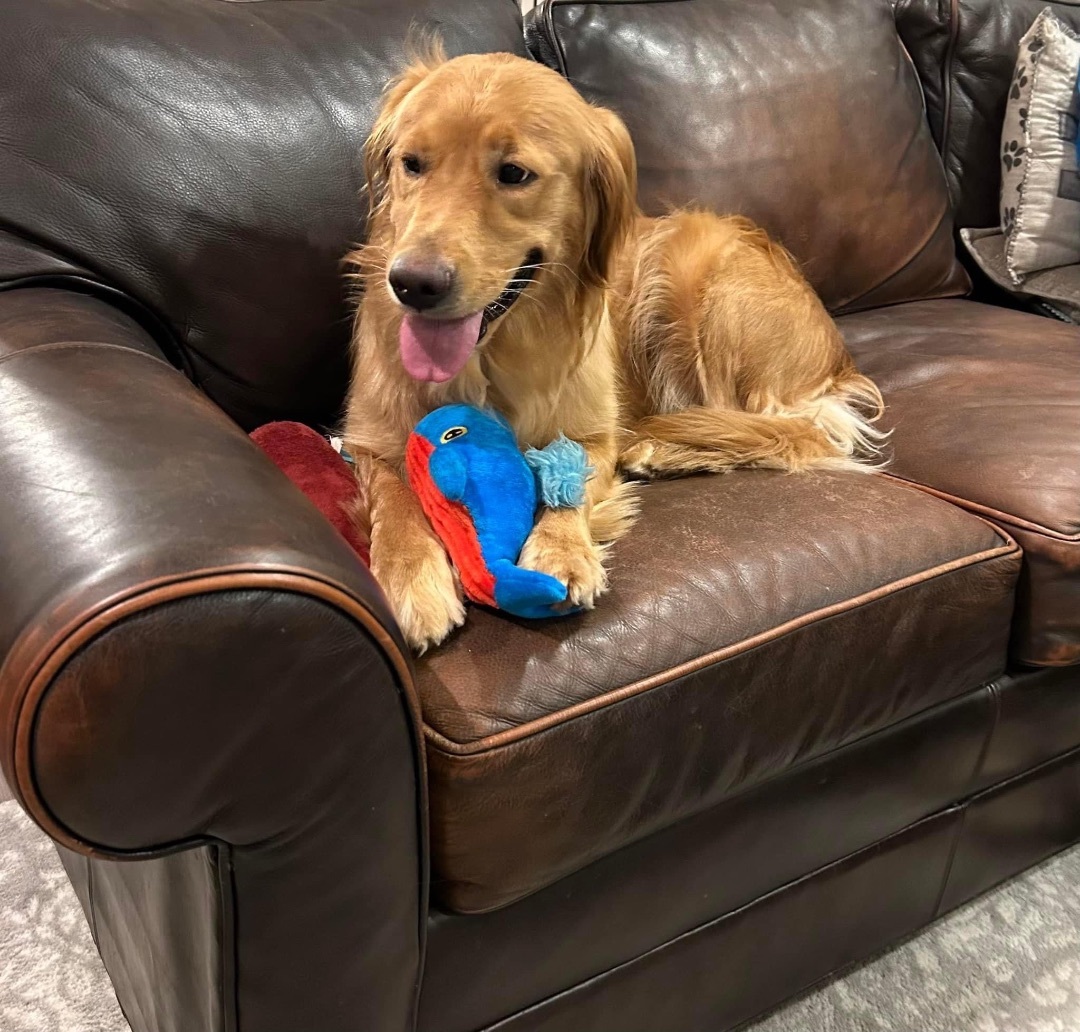 Enlarge Willow, a Adopted Golden Retriever in Yorktown, VA image 3/10