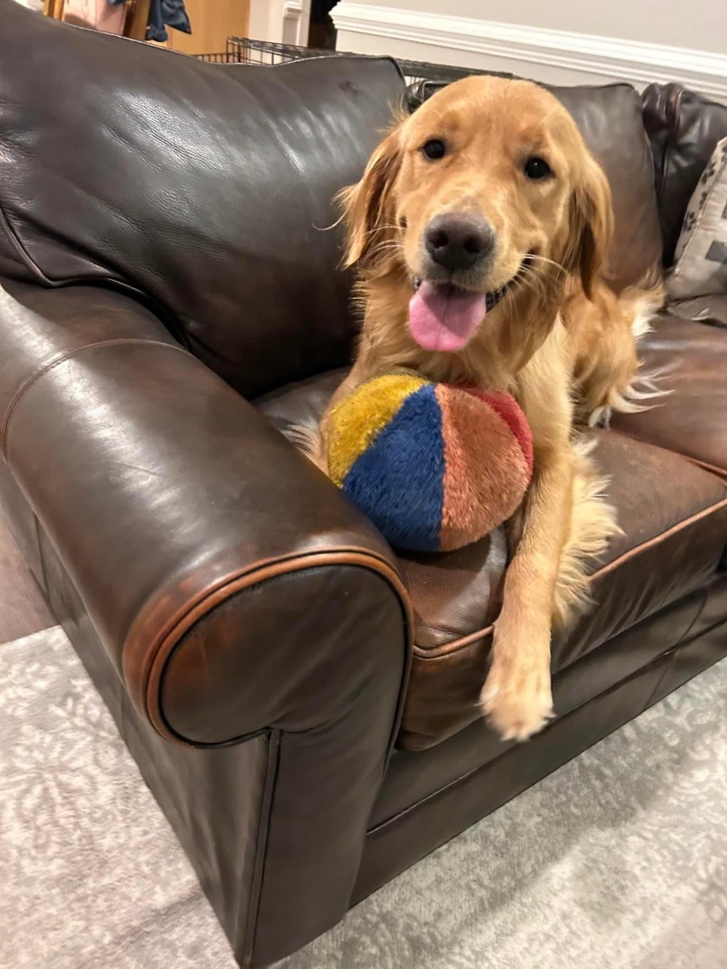Enlarge Willow, a Adopted Golden Retriever in Yorktown, VA image 4/10