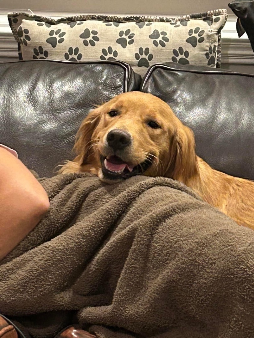 Enlarge Willow, a Adopted Golden Retriever in Yorktown, VA image 5/10