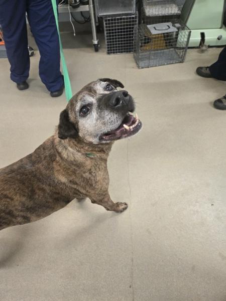 MOJITO, Adoptable, Senior Male Labrador Retriever.