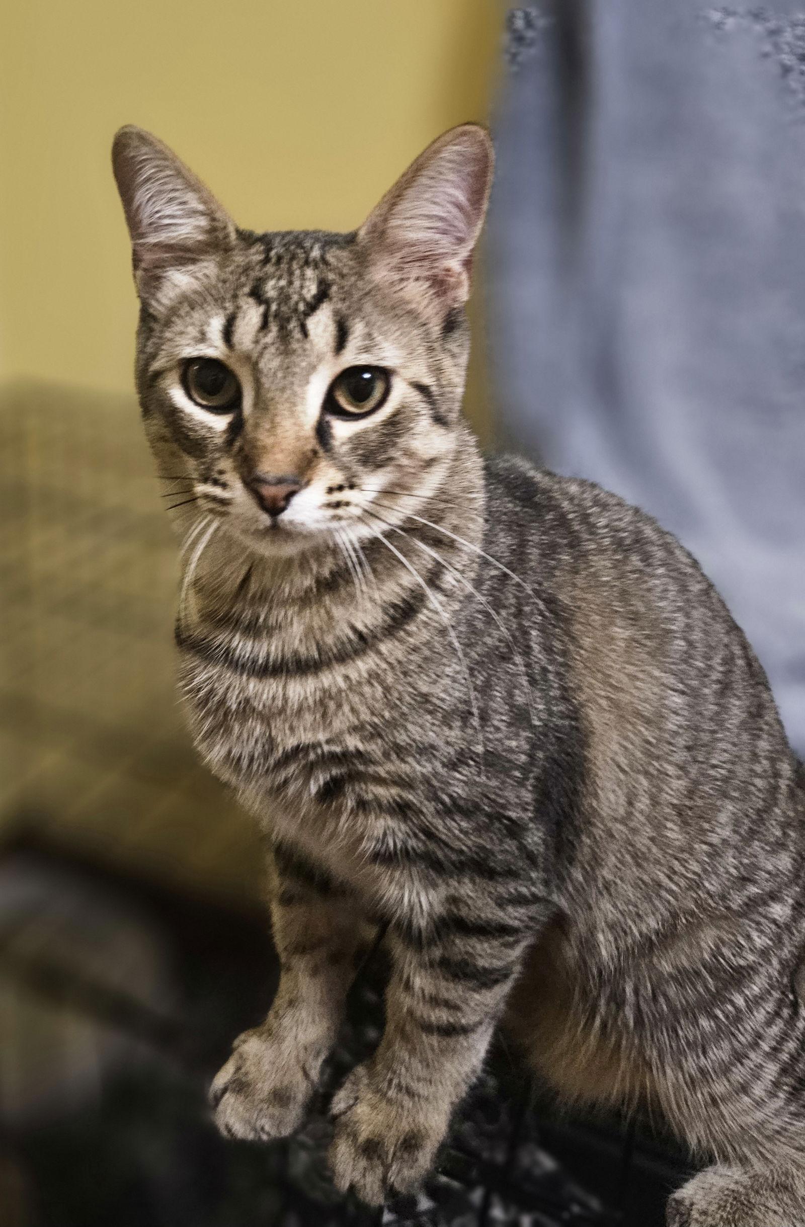 Wolverine, Adoptable, Kitten Male Domestic Medium Hair.