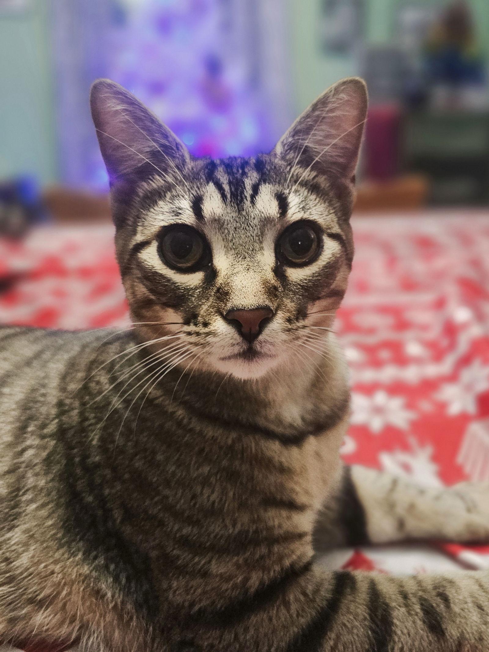 Enlarge Wolverine, a Adoptable Domestic Medium Hair in Greenville, IL image 2/2