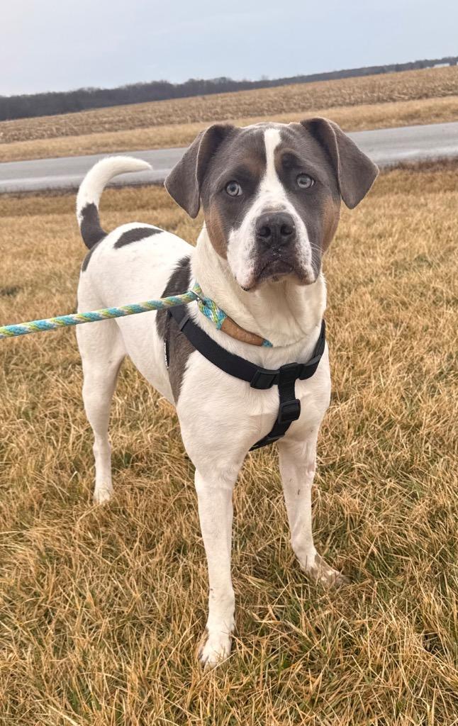 Enlarge Iroh, a Adoptable mixed breed in Defiance, OH image 1/6