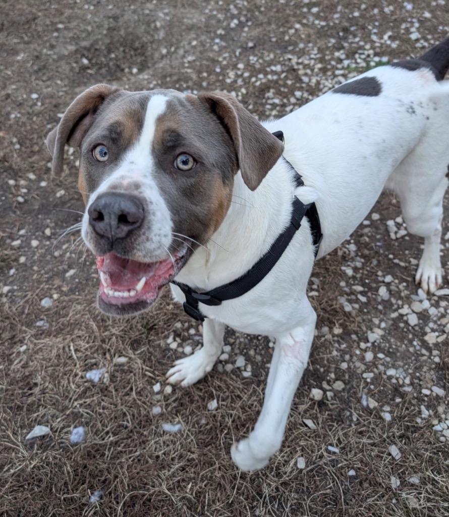 Enlarge Iroh, a Adoptable mixed breed in Defiance, OH image 2/6