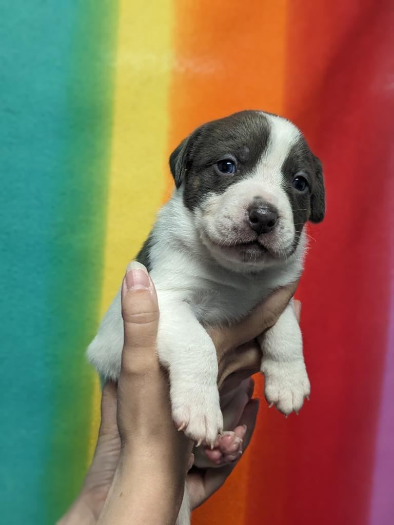 Enlarge Iroh, a Adoptable mixed breed in Defiance, OH image 3/6