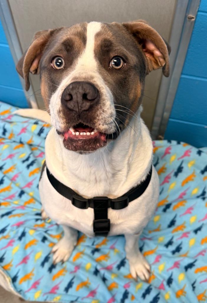 Enlarge Iroh, a Adoptable mixed breed in Defiance, OH image 4/6