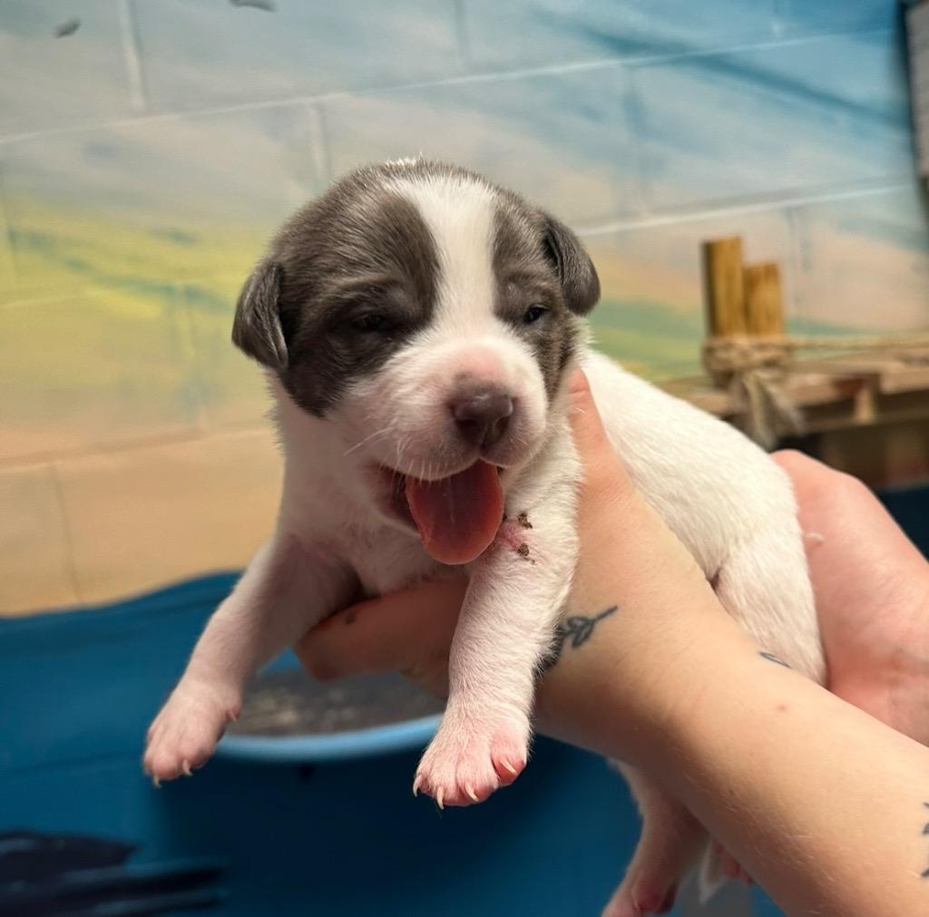 Enlarge Iroh, a Adoptable mixed breed in Defiance, OH image 5/6