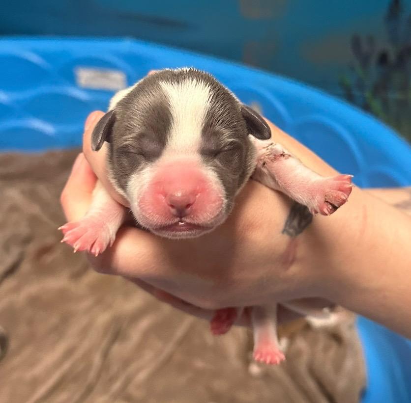 Enlarge Iroh, a Adoptable mixed breed in Defiance, OH image 6/6