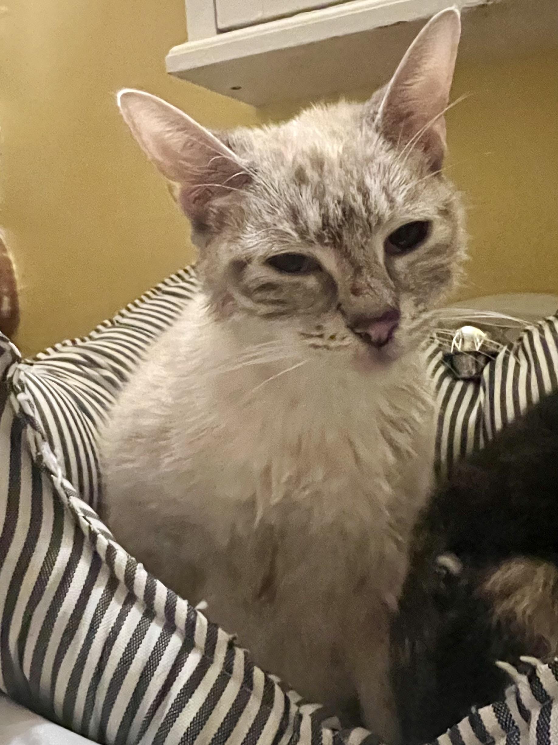 Oopsie, ADOPTABLE, Young Female Siamese.