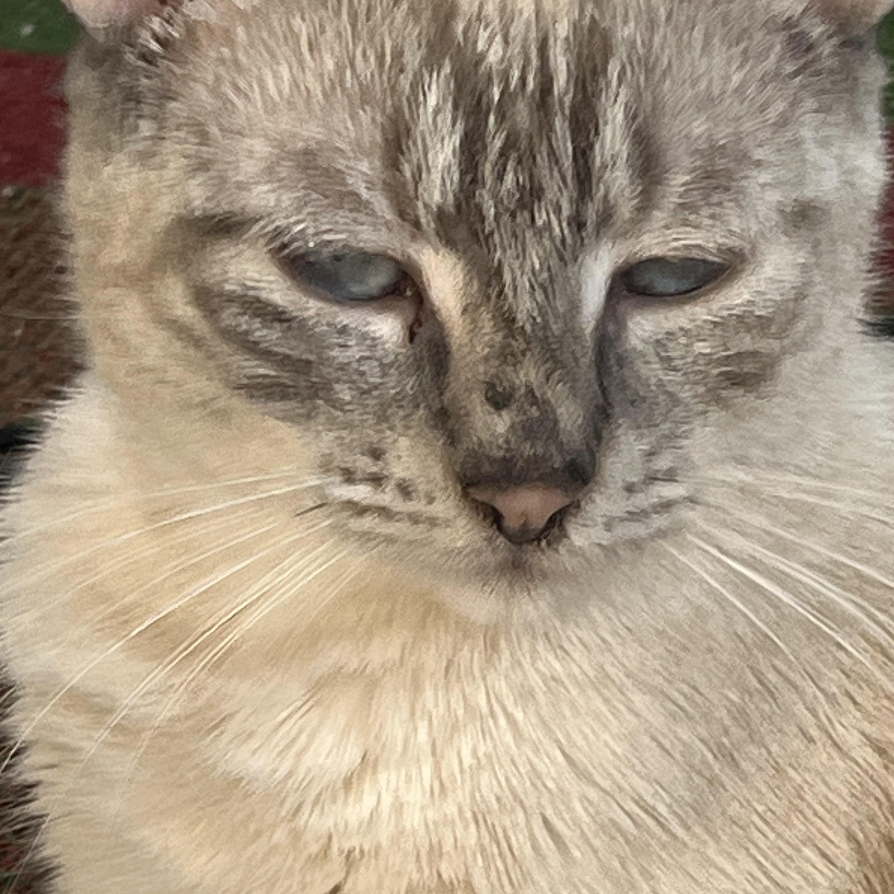 Enlarge Oopsie, a ADOPTABLE Siamese in Andover, CT image 3/6