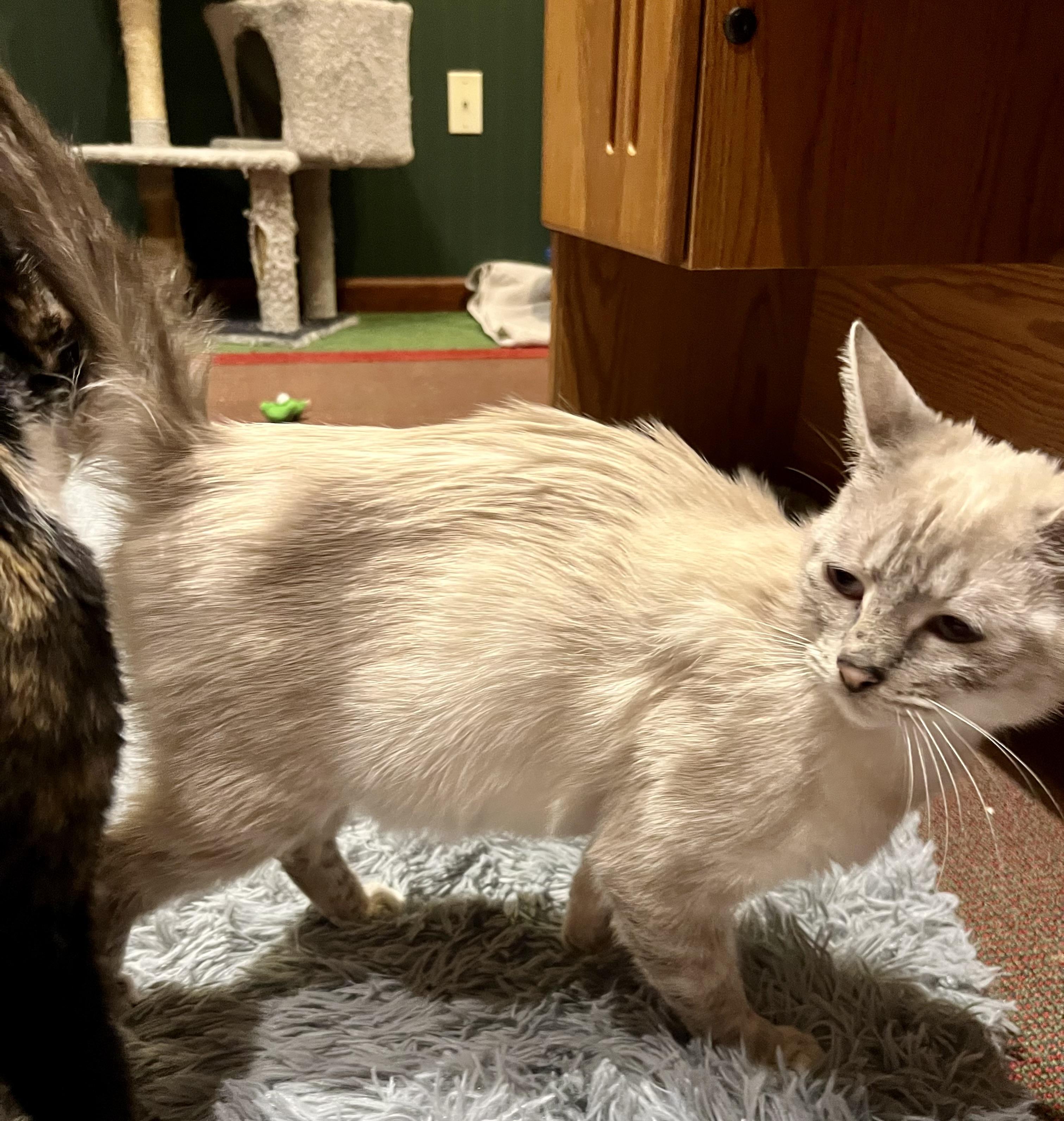 Enlarge Oopsie, a ADOPTABLE Siamese in Andover, CT image 4/6