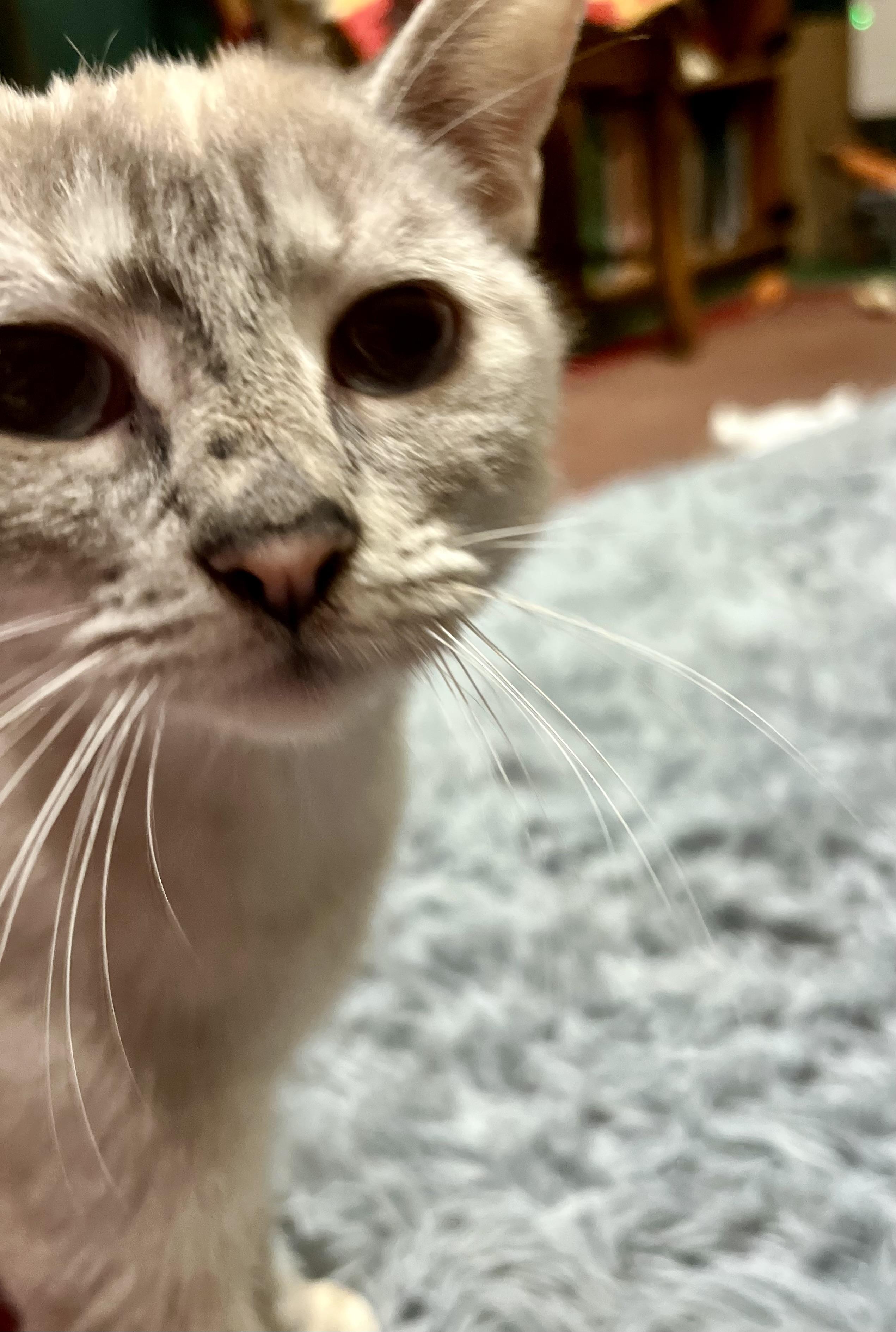 Enlarge Oopsie, a ADOPTABLE Siamese in Andover, CT image 6/6