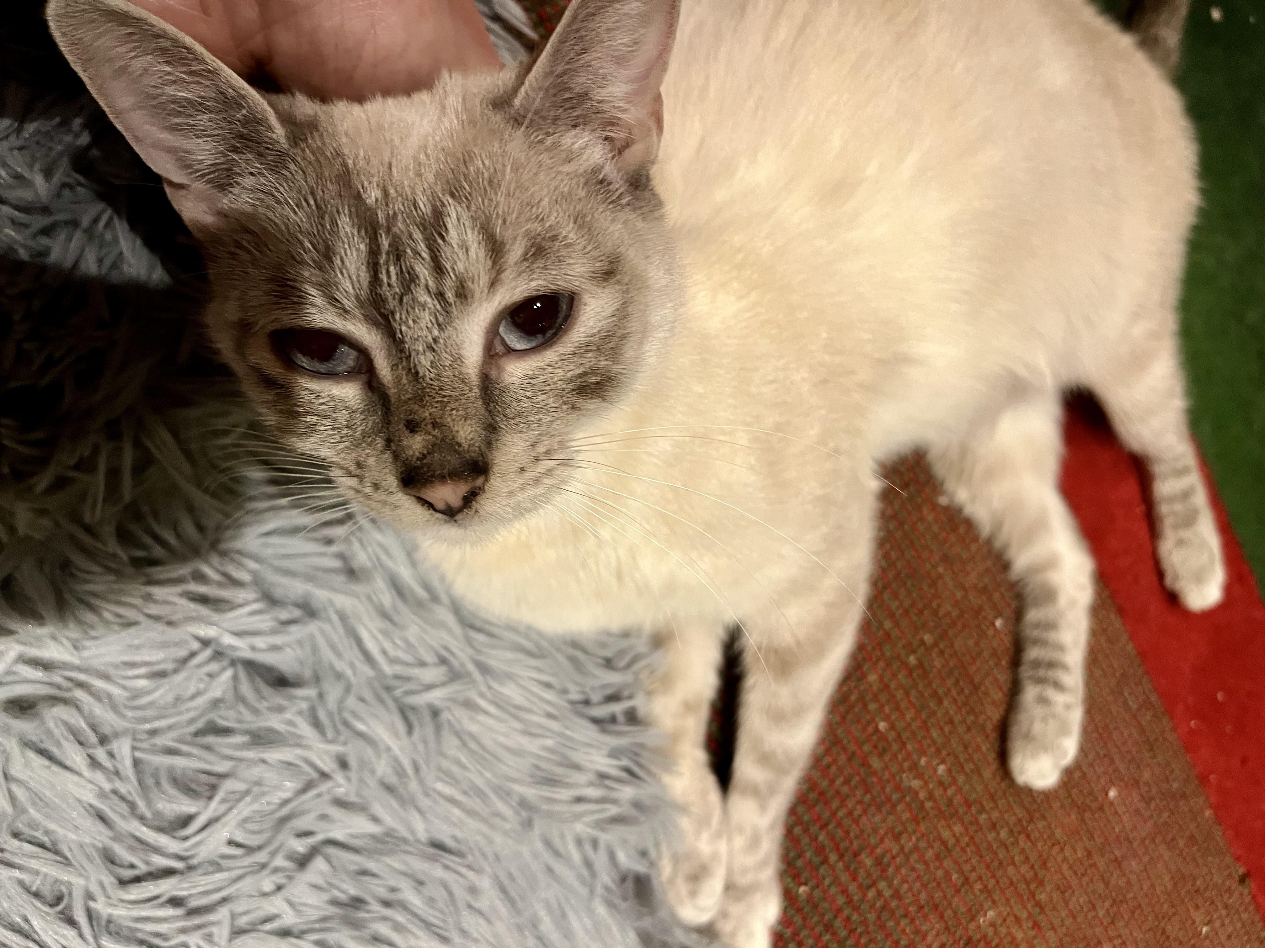 Enlarge Oopsie, a ADOPTABLE Siamese in Andover, CT image 5/6