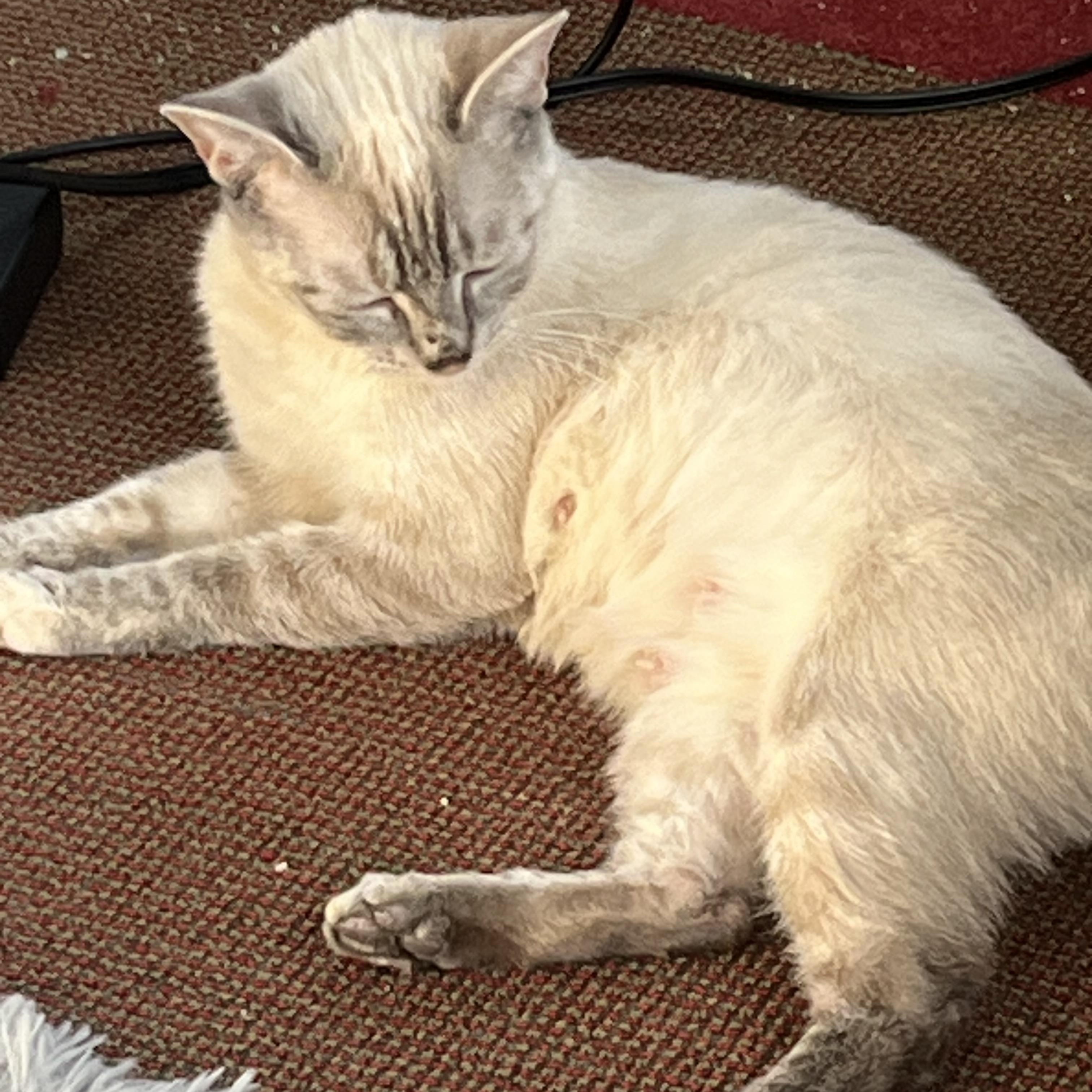 Enlarge Oopsie, a ADOPTABLE Siamese in Andover, CT image 2/6