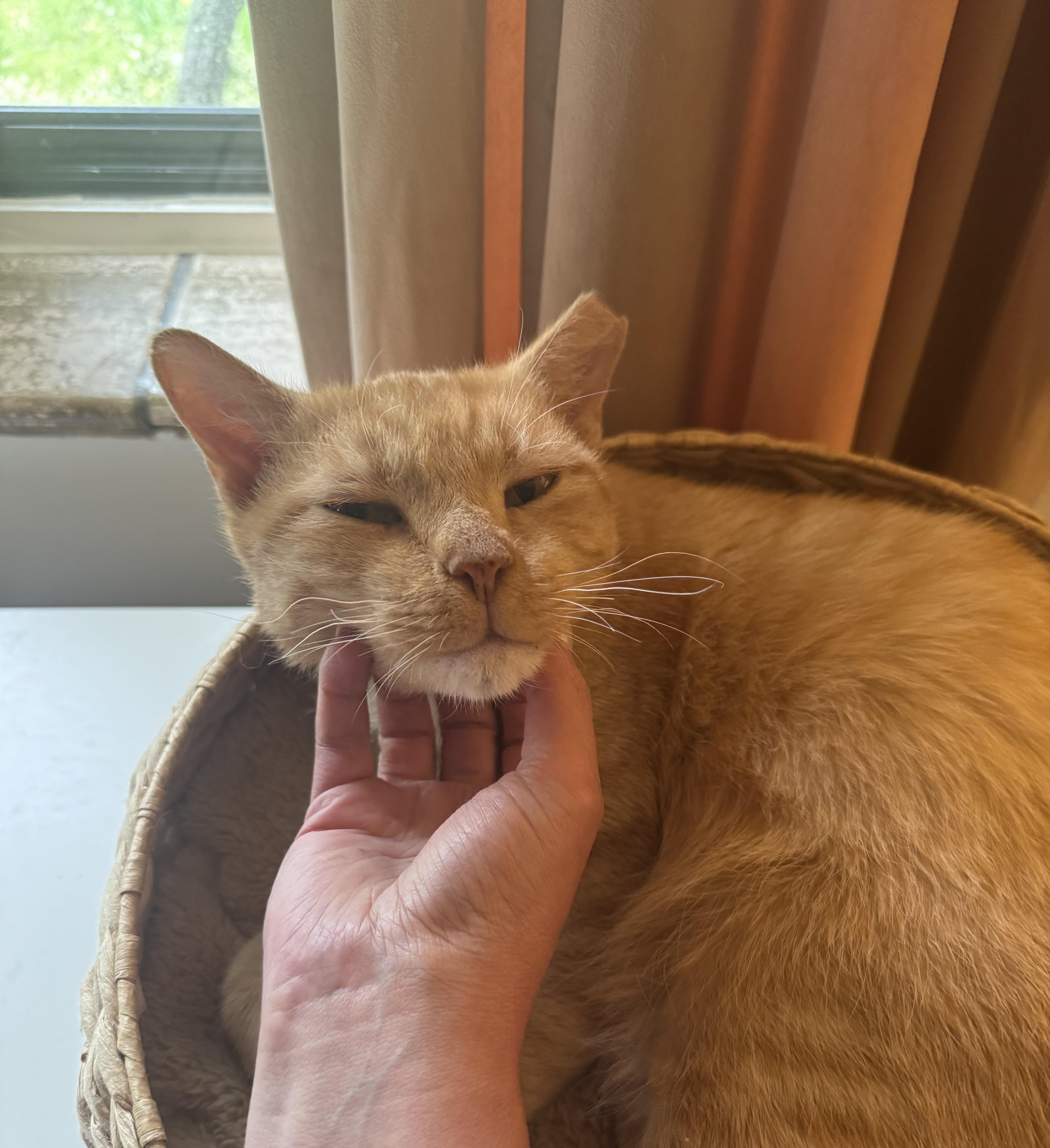 Enlarge Korg, a ADOPTABLE Domestic Short Hair in Lakewood, CO image 2/6
