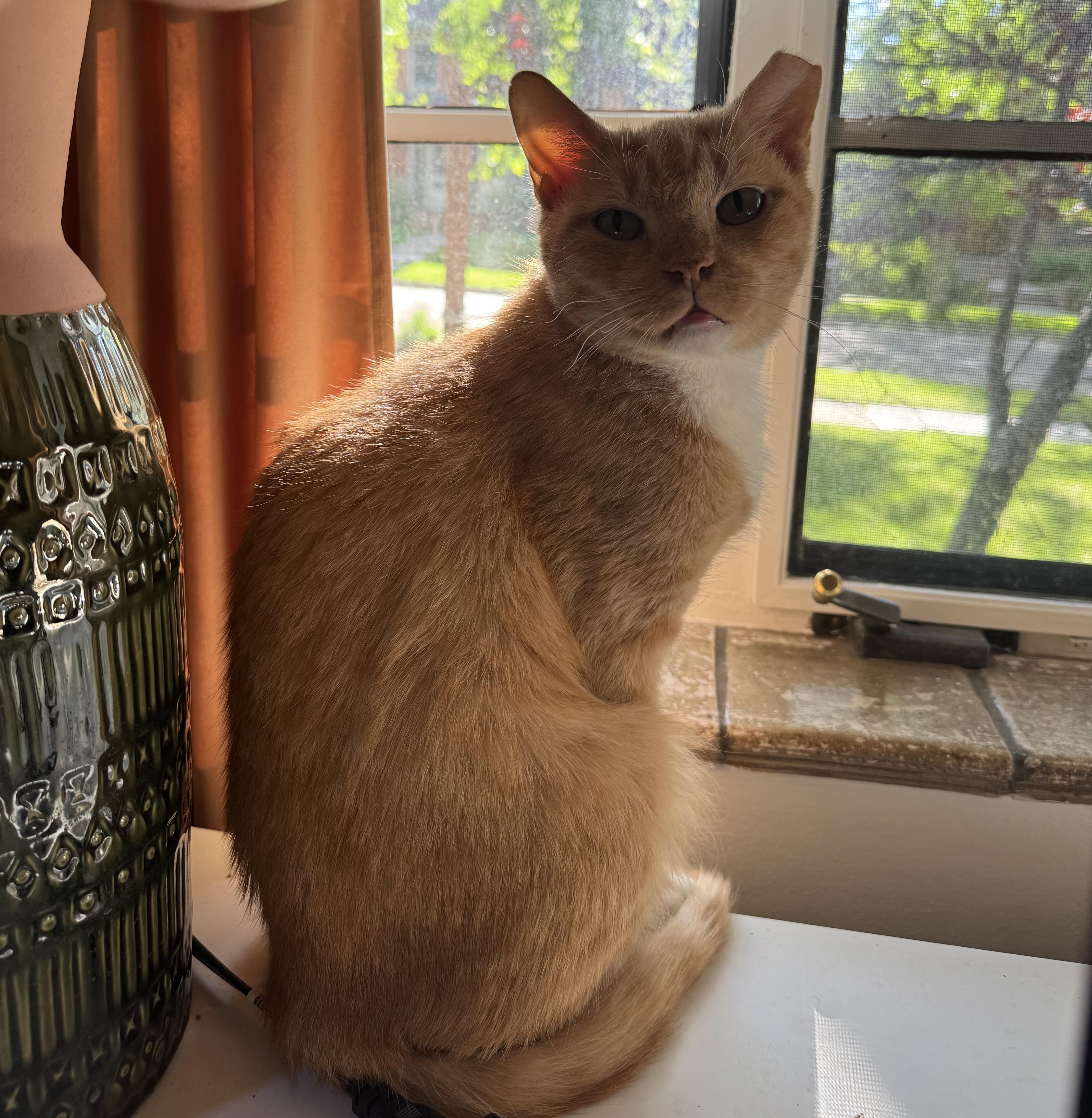 Enlarge Korg, a ADOPTABLE Domestic Short Hair in Lakewood, CO image 4/6