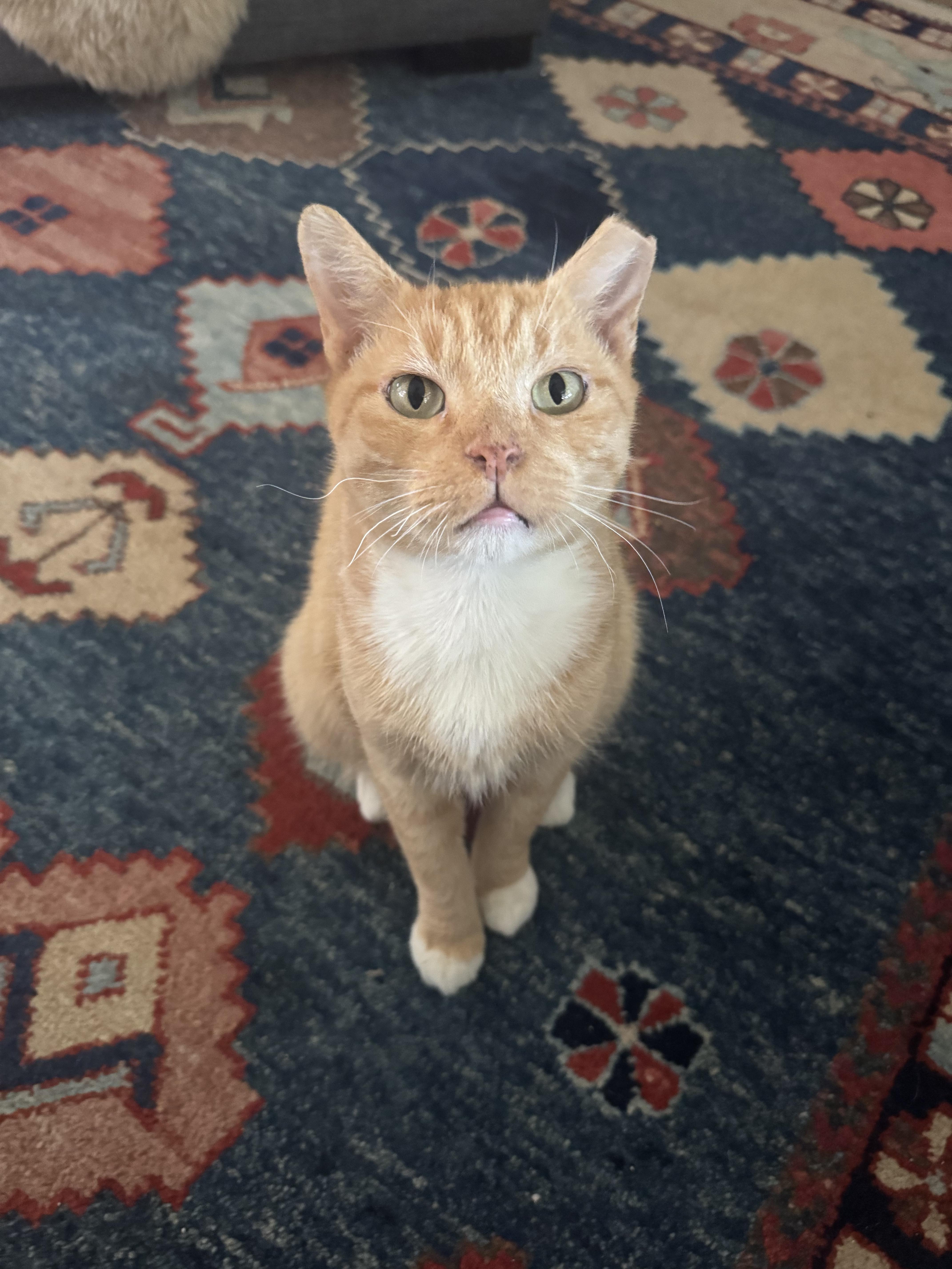 Enlarge Korg, a ADOPTABLE Domestic Short Hair in Lakewood, CO image 1/6