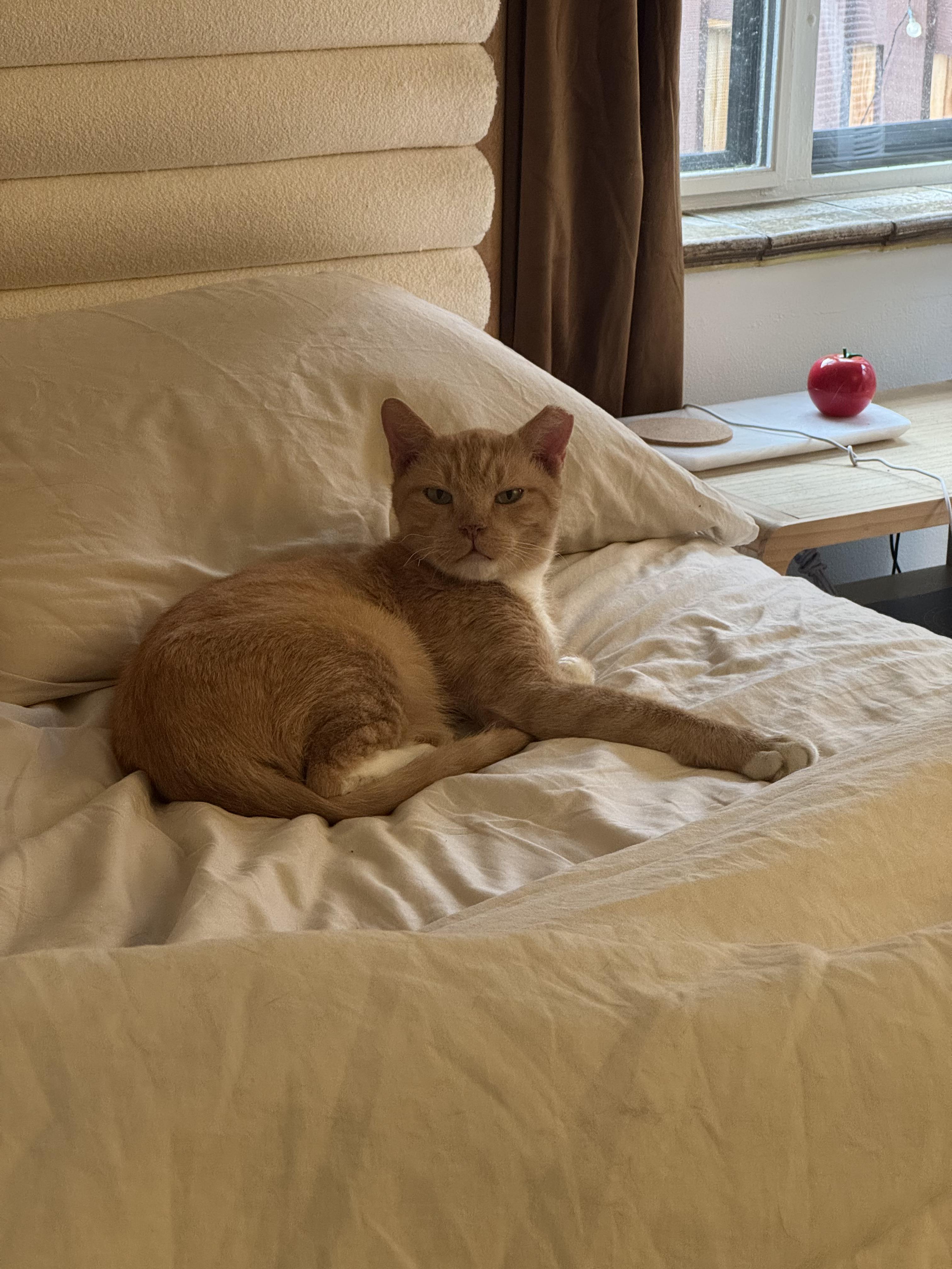 Enlarge Korg, a ADOPTABLE Domestic Short Hair in Lakewood, CO image 6/6