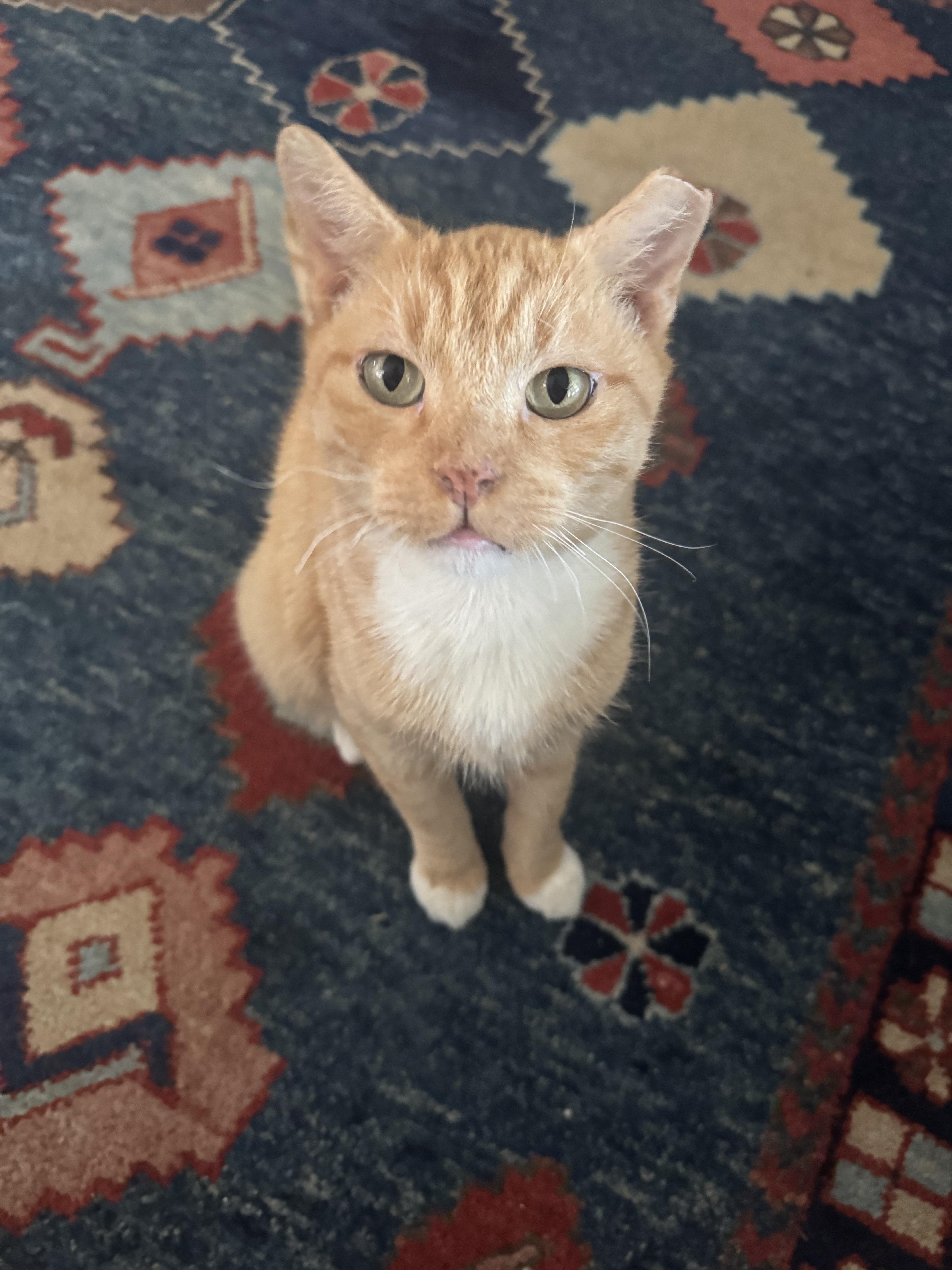 Enlarge Korg, a ADOPTABLE Domestic Short Hair in Lakewood, CO image 5/6