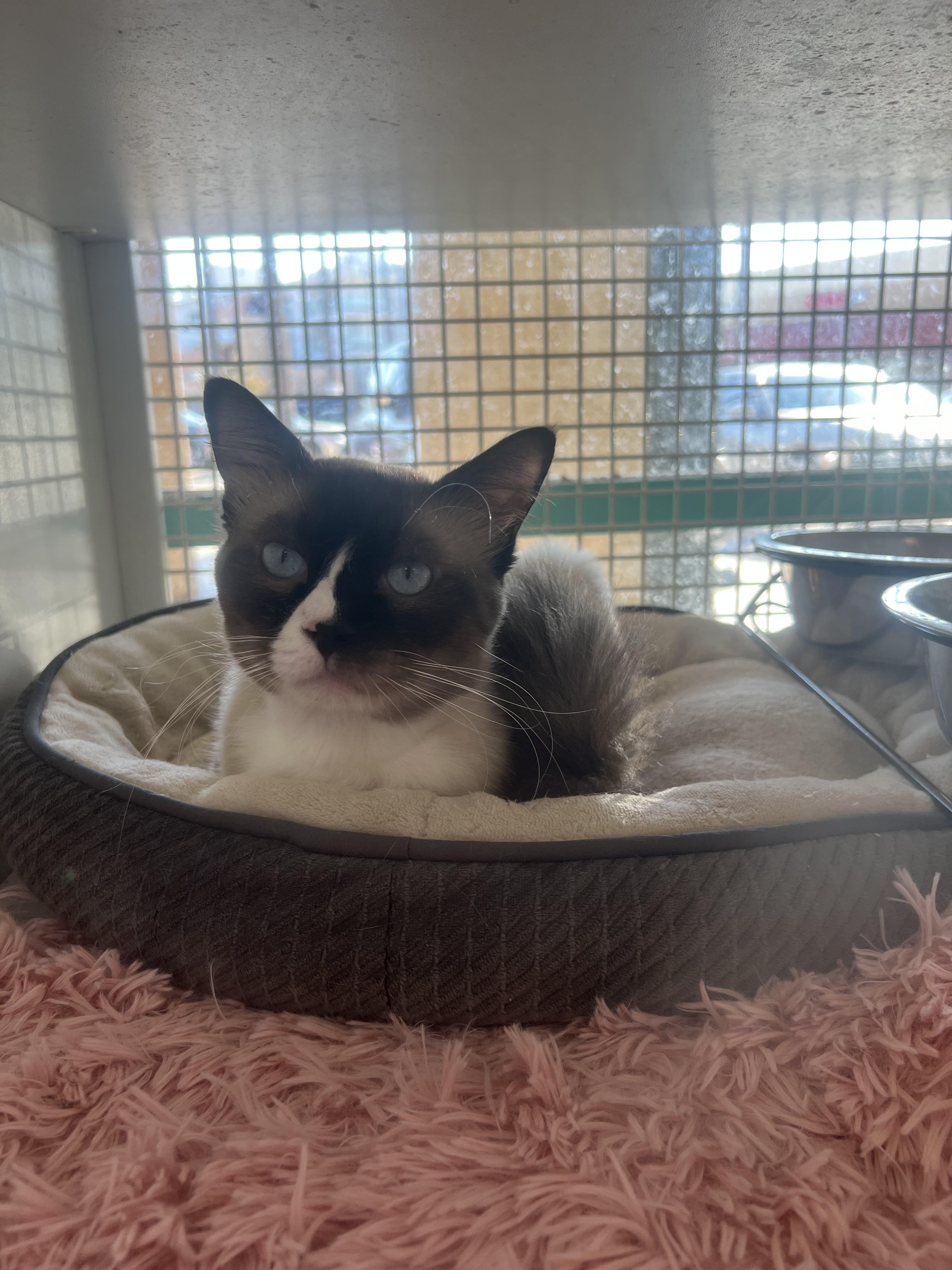 Enlarge Apollo, a Adopted Siamese in La Puente, CA image 3/4